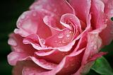 Wet Rose_34403